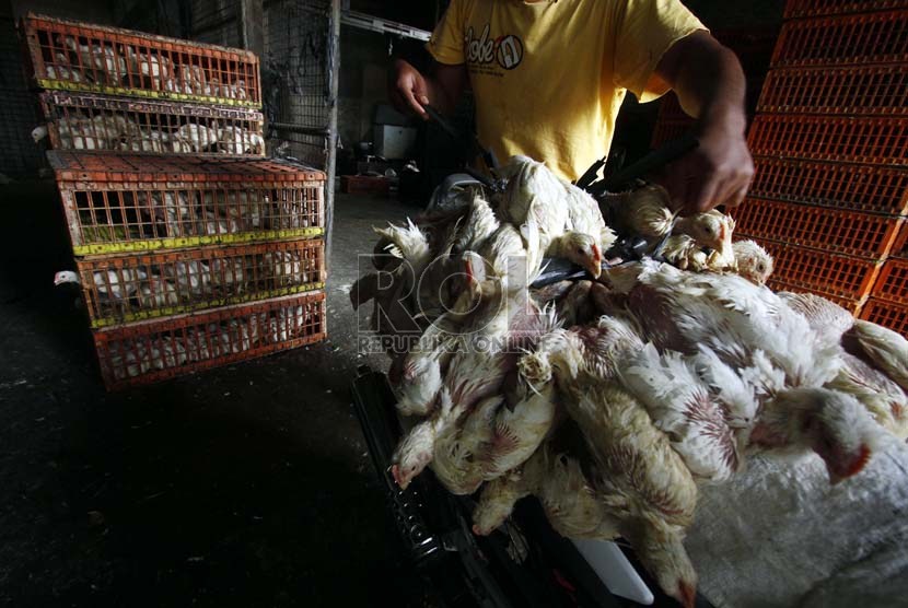 Pedagang Unggas membersihkan ayam sebelum menjual ke pasar, di kawasan Jakarta Timur, Jumat (11/1). (Republika/Adhi Wicaksono)