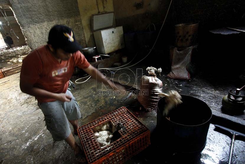 Pedagang Unggas membersihkan ayam sebelum menjual ke pasar, di kawasan Jakarta Timur, Jumat (11/1).