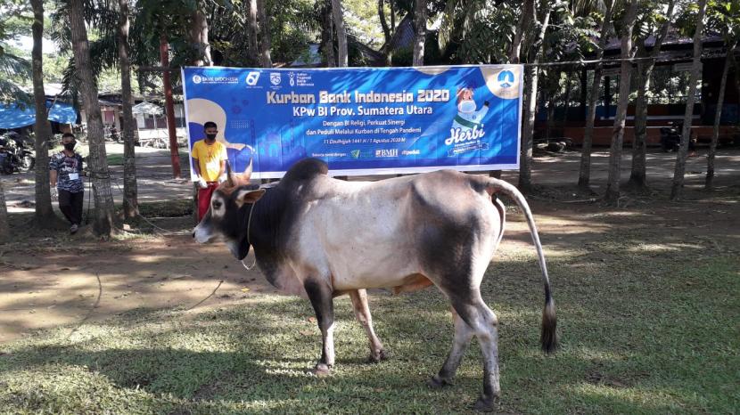 Pegawai BI Perwakilan Sumatera Utara menyalurkan kurban empat ekor sapi melalui BMH.