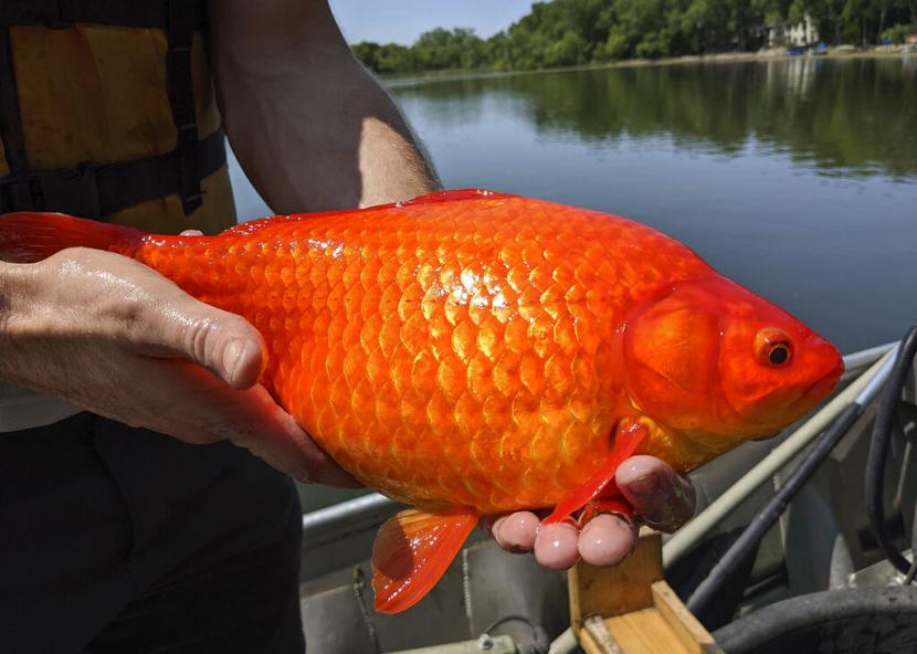  Pejabat di Minnesota, AS makin sering menemukan ikan mas ukuran raksasa di saluran air. Warga pun diminta untuk berhenti membuang ikan peliharaannya secara ilegal ke kolam dan danau.