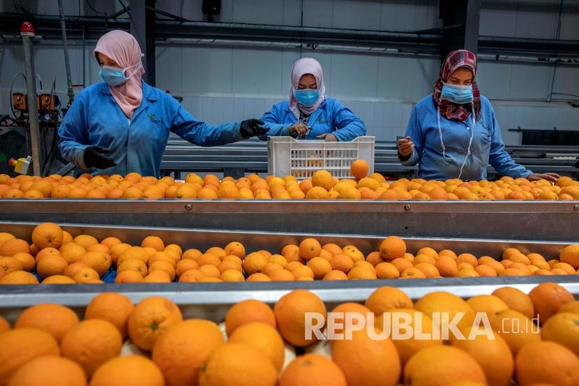 Pekerja dengan memakai masker sebagai upaya pencegahan Covid-19 mengumpulkan jeruk untuk diekspor. Menteri Keuangan Yordania Mohammad Al Ississ ungkap dampak ekonomi corona. Ilustrasi.