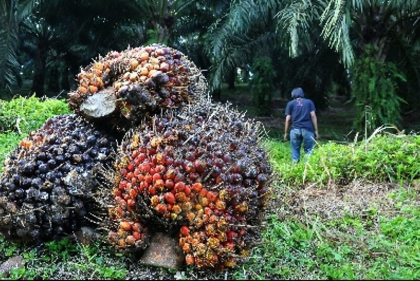 Pekerja di kawasan perkebunan kelapa sawit Cikidang, Sukabumi, Sabtu (3/4).