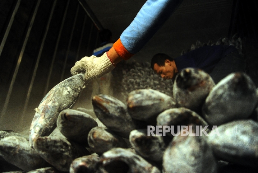 Pekerja melakukan bongkar muat ikan di gudang penyimpanan berpendingin (ilustrasi).
