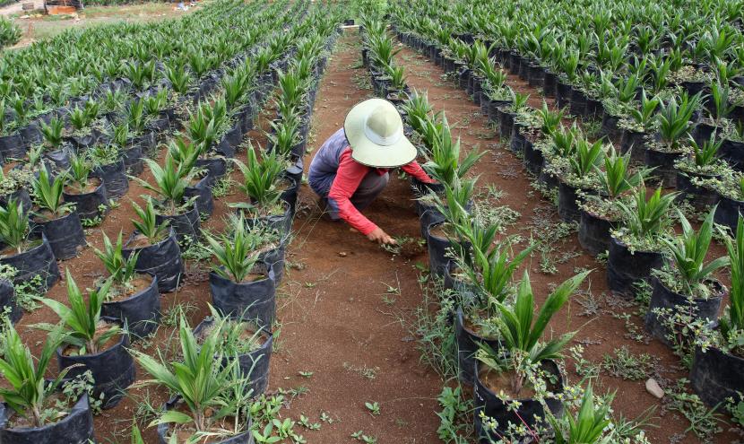 Pekerja melakukan perawatan tanaman bibit sawit di lahan pembibitan Lubuk Minturun, Padang, Sumatra Barat, Jumat (26/2/2021) (ilustrasi).