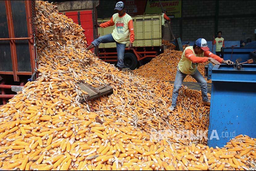 Pekerja melakukan proses perontokan bulir jagung di perusahaan benih PT Bisi International Tbk di Kediri, Jawa Timur, Kamis (18/10/2018). Pemerintah mengalokasikan bantuan benih jagung hibrida seluas 2,8 juta hektar yang tersebar di 33 provinsi guna memenuhi kebutuhan jagung dalam negeri tanpa impor.