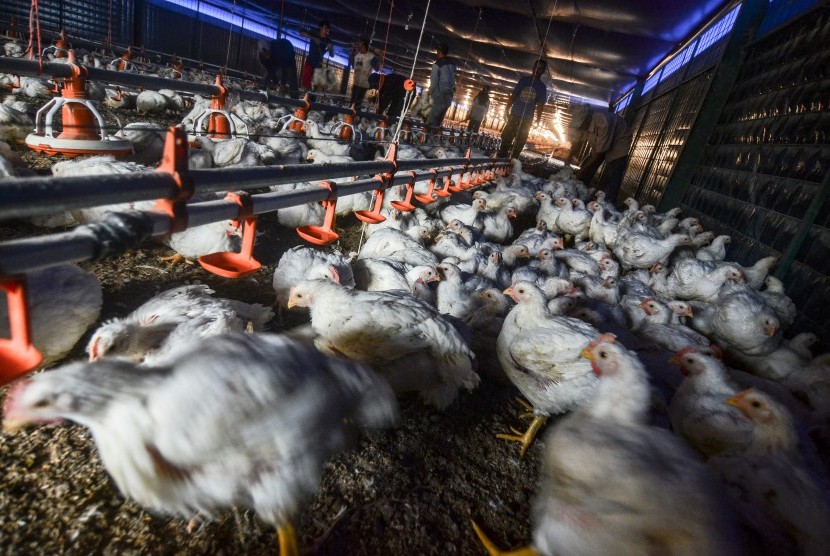 Pekerja memanen ayam broiler dengan sistem kandang tertutup atau close house di Peternakan Naratas Poultry Shop, Kampung Alinayin, Kabupaten Ciamis, Jawa Barat, Jumat (28/6/2019).
