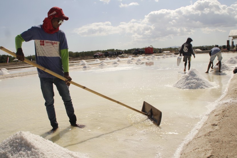 Pekerja memanen garam di lokasi tambak garam yang dikelola PT Timor Livestock Lestari di desa Nunkurus Kabupaten Kupang, NTT (20/8/2019). 