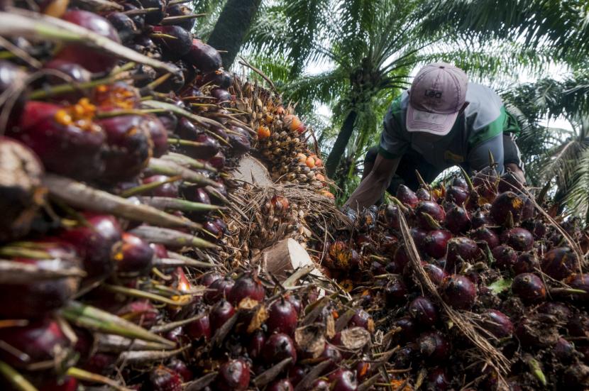 Pekerja memanen kelapa sawit di Desa Rangkasbitung Timur, Lebak, Banten, Selasa (22/9/2020). Kolaborasi pesantren dengan industri kelapa sawit dinilai prospektif untuk memberikan nilai tambah bagi kedua pihak. 