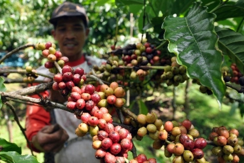   Pekerja memanen kopi varietas Robusta di Desa Muneng, Candiroto, Temanggung, Jateng, Rabu (17/7).