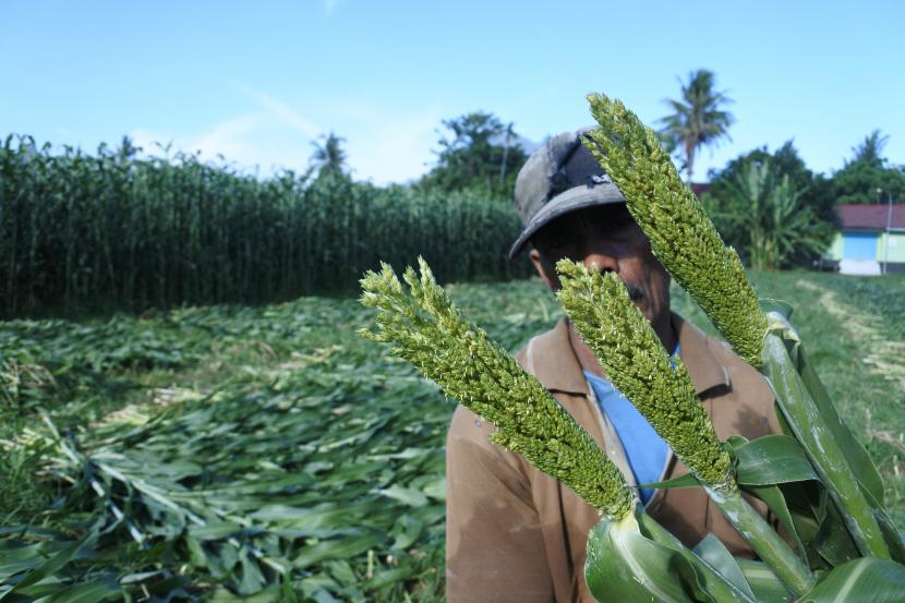 Pekerja memanen tanaman sorgum, di Desa Klatakan, Kendit, Situbondo, Jawa Timur. Pemerintah terus mengembangkan tanaman sorgum sebagai salah satu tanaman substitusi dari komoditas pangan seperti gandum. 