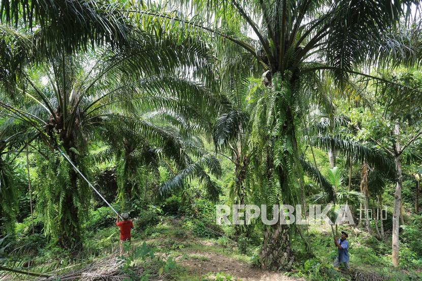 Pekerja memanen tandan buah segar kelapa sawit saat panen di Desa Jalin, Kecamatan Kota Jantho, Kabupaten Aceh Besar, Aceh, Senin (23/8/2021). Pemerintah Aceh sejak tahun 2018-2020 telah menerima dana program Peremajaan Sawit Rakyat (PSR) dari Dirjen Perkebunan (Dirjenbun) Kemeterian Pertanian (Kementan) sebesar Rp 793 miliar, dan untuk tahun 2021 kembali mendapatkan bantuan tersebut sekitar Rp615 miliar. 