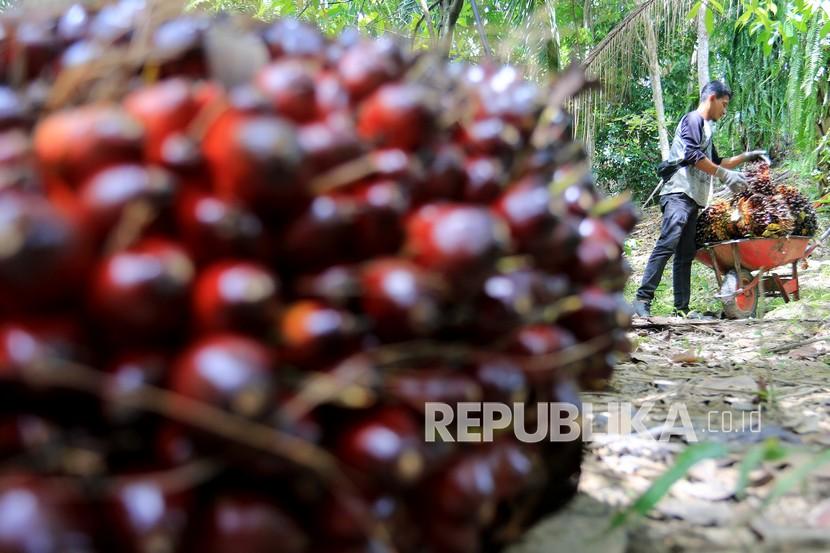 Pekerja memanen tandan buah segar sawit. Harga minyak sawit mentah atau Crude Palm Oil (CPO) siap ekspor dari Sumatra Utara masih tinggi di kisaran Rp 15.000 per kilogram.