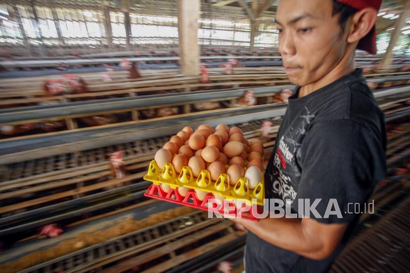 Pekerja memanen telur ayam di pertenakan ayam petelur di kawasan Cibinong, Kabupaten Bogor, Jawa Barat (ilustrasi).  Perlambatan ekonomi di Jawa Barat melatarbelakangi lahirnya Gerakan Silih Tulungan.