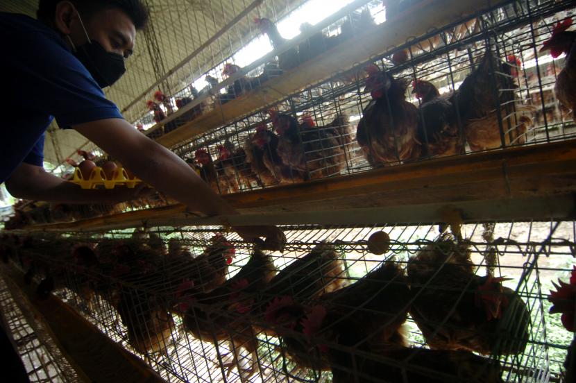Peternakan ayam petelur mengeluhkan kenaikan harga pakan. Mereka pun kini tengah bersiap-siap untuk alih usaha. 