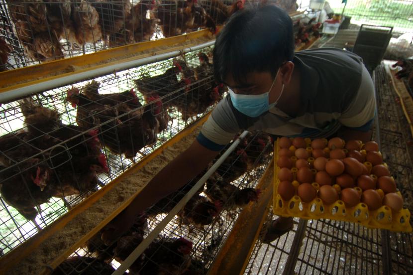 Pekerja memanen telur ayam di salah satu peternakan ayam petelur Desa Pagerwangi, Kabupaten Tegal, Jawa Tengah. Menteri Perdagangan, Muhammad Lutfi, mengatakan, sepanjang 2021 peternak mengalami kerugian, meski harga telur sempat naik di akhir tahun.   