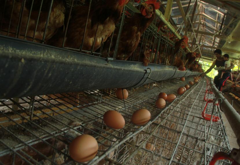 Pekerja memanen telur ayam ternaknya (ilustrasi)