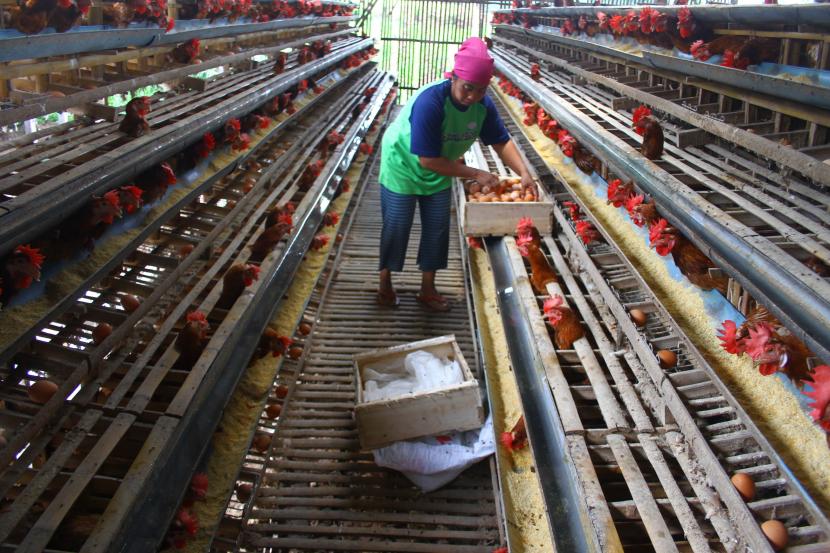Pekerja memanen telur di sebuah peternakan ayam petelur di Wonokoyo, Malang, Jawa Timur, Selasa (21/9/2021). Tak kunjung naiknya harga telur ayam yang berada di kisaran Rp14.500 per kilogram dalam tiga bulan terakhir membuat peternak ayam petelur setempat terpaksa melakukan afkir (pemilihan ayam petelur yang sudah tidak produktif lagi) lebih awal untuk mengurangi kerugian sekaligus mengurangi pembengkakan biaya pakan.