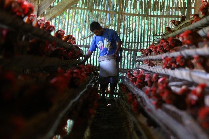 Pekerja memanen telur di sebuah peternakan ayam petelur (ilustrasi). Komisi Pengawas Persaingan Usaha (KPPU) memerintahkan PT Anjawani Mitra Madani (PT AMM) untuk memperbaiki pelaksanaan kemitraannya dengan 176 peternak plasma di sektor peternakan ayam broiler yang menjadi mitranya. KPPU juga telah menerbitkan Penetapan Komisi pada Kamis (9/6/2022).