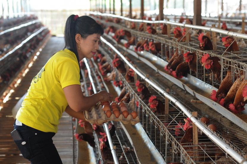 Pekerja memanen terlur ayam di Ngeden, Ampel, Boyolali, Jawa Tengah, Kamis (25/8/2022). Menurut peternak, harga jual telur ayam dari tingkat peternak saat ini naik dari sebelumnya Rp20 ribu per kilogram menjadi Rp27.200 per kilogram akibat biaya pakan ayam yang semakin melonjak dan populasi ayam petelur berkurang yang disebabkan mahalnya harga bibit ayam petelur.