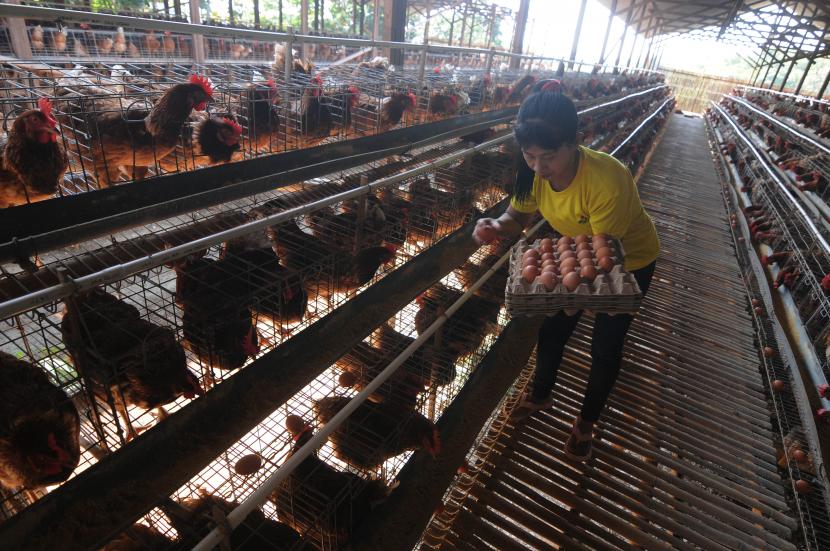 Pekerja memanen terlur ayam di Ngeden, Ampel, Boyolali, Jawa Tengah, Kamis (25/8/2022). Badan Pangan Nasional (NFA) menaikkan harga acuan telur ayam di tingkat peternak menjadi Rp 22 ribu-Rp 24 ribu per kg dari sebelumnya Rp 19 ribu-Rp 21 ribu per kg. 