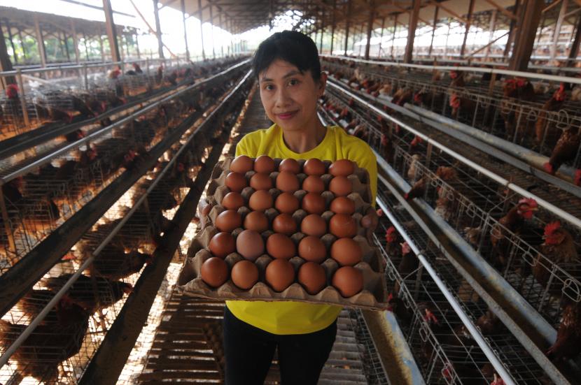 Pekerja memanen terlur ayam, ilustrasi, Tingginya harga telur ayam tak hanya terjadi di pasaran. Harga telur di tingkat peternak juga masih terpantau tinggi. 