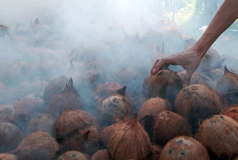 Pekerja membakar buah kelapa untuk dijadikan kopra 
