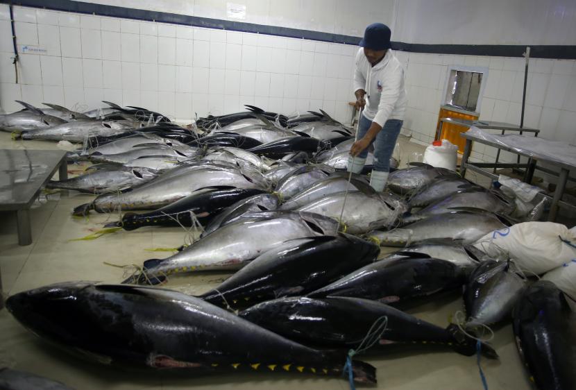 Kabupaten Biak Numfor kaya akan hasil ikan tuna sirip kuning atau yellow fins. Ilustrasi.