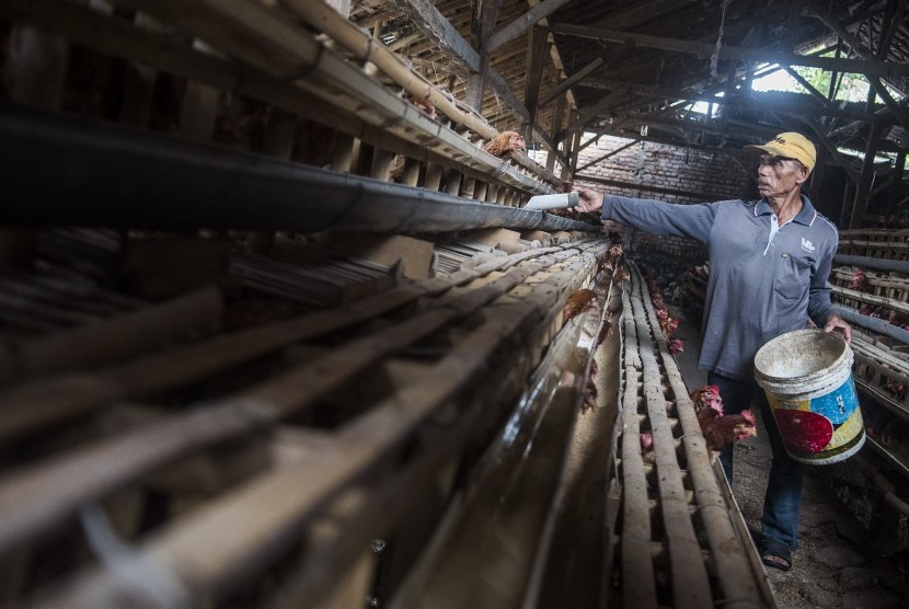 Pekerja memberi makan ayam ternak di peternakan ayam di Cibeber, Cianjur, Jawa Barat, Rabu (30/11).