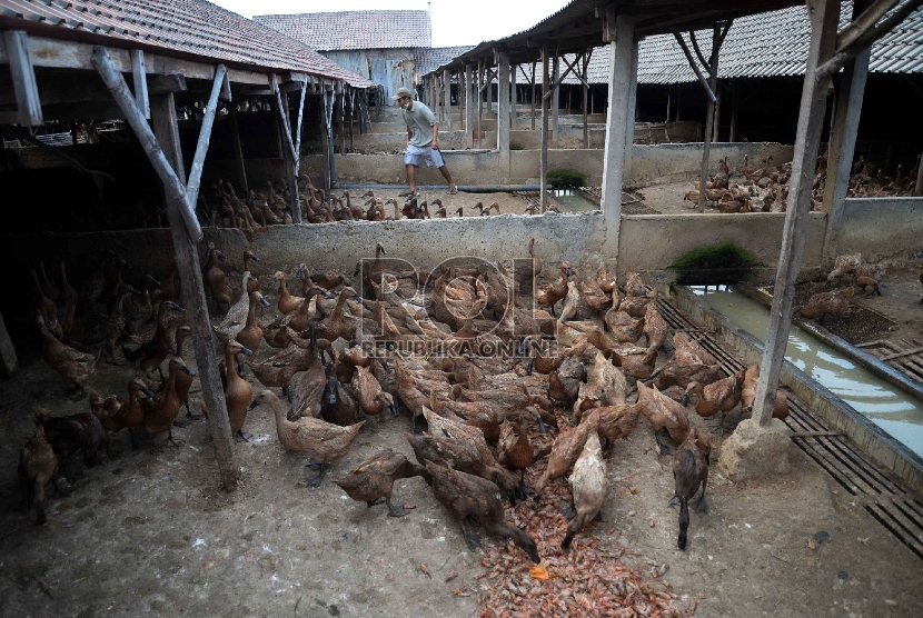  Pekerja memberi makan bebek di salah satu peternakan bebek di Kampung Bebek, Desa Kebon Sari, Sidoarjo, Jatim, Kamis (6/8).   (Republika/Yasin Habibi)