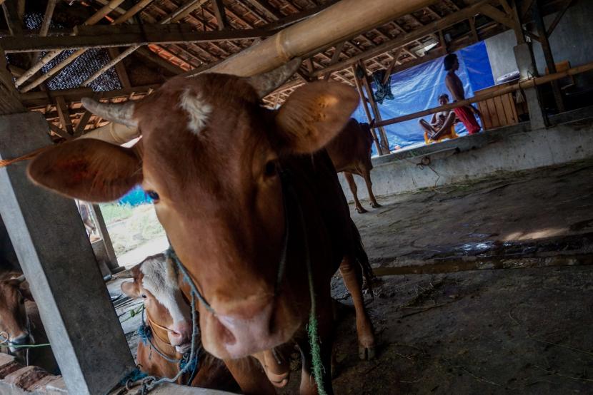 Pekerja memberi makan ternak sapi dengan makanan rumput di Kabupaten Batang, Jawa Tengah, Senin (18/7/2022). Berdasarkan data Satuan Tugas Penanganan Penyakit Mulut dan Kuku (Satgas PMK), sebanyak 513.059 ekor sapi telah menjalani vaksinasi hingga (17/7) dengan rincian hewan ternak yang sakit adalah 375.467 sapi, 9.099 kerbau, 1.271 domba, 2.708 kambing dan 47 babi, sementara hewan ternak yang telah dinyatakan sembuh sebanyak 147.933 sapi, 4.621 kerbau, 594 domba dan 1.603 kambing. 