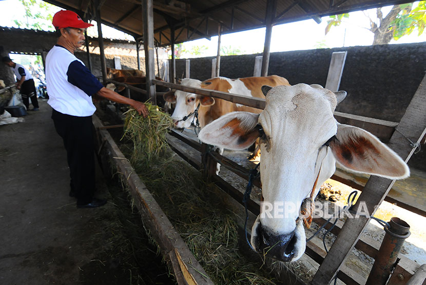 Pekerja memberi makanan sapi di peternakan sapi Agro Techno Park di Sentono, Karangdowo, Klaten, Jawa Tengah, Kamis (28/6). 