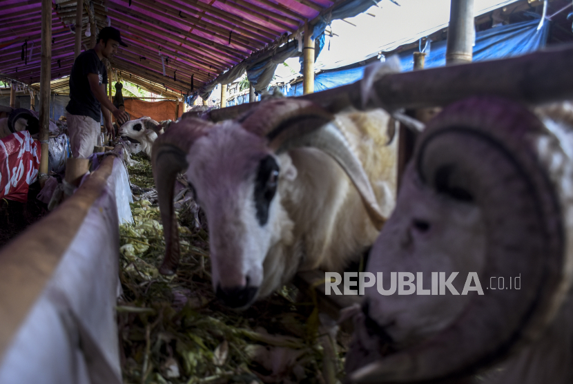 Pekerja memberi pakan hewan qurban di salah satu tempat penjualan hewan qurban di Jalan Soekarno Hatta, Cipamokolan, Kota Bandung, Jawa Barat, Kamis (8/6/2023).