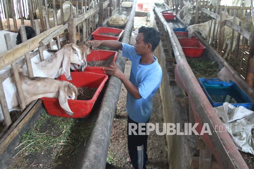 Pekerja memberi pakan kambing di sebuah peternakan kambing. 