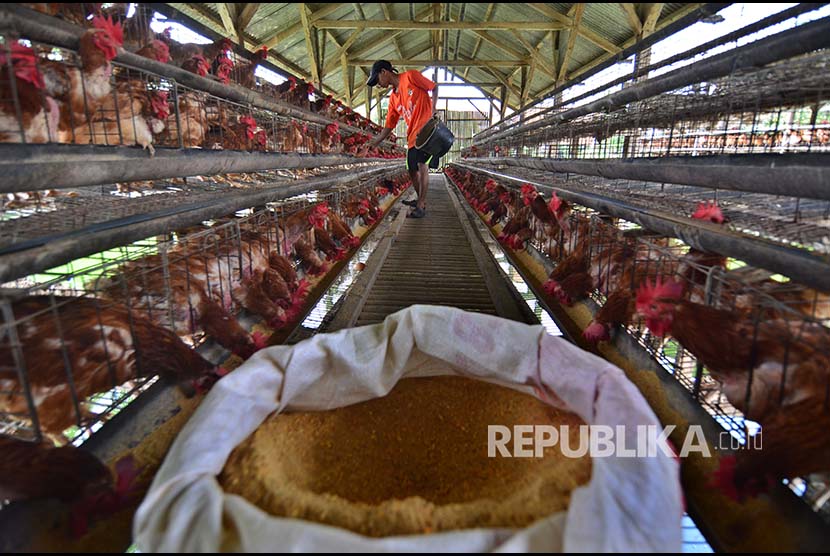 Pekerja memberi pakan kepada ayam petelur di Kampung Cicariang, Tasikmalaya, Jawa Barat, Senin (30/7). Meski harga telur ayam di pasaran naik hingga Rp23.000 per kilogram, namun sejumlah peternak ayam petelur menyatakan tidak merasakan keuntungan karena harga pakan naik dari Rp5.100 menjadi Rp5.600 per kilogram, disertai menurunnya produksi telur ayam akibat perubahan iklim. 