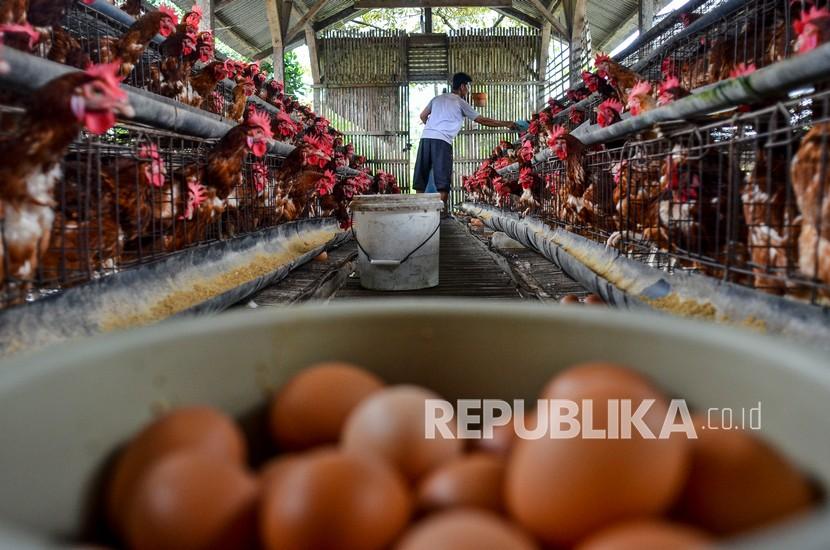 Pekerja memberi pakan pada ayam petelur di Kawalu, Kota Tasikmalaya, Jawa Barat, Senin (4/10/2021).  Pemerintah melalui Kementerian Pertanian (Kementan) menyatakan akan membangun industri telur dalam jangka panjang. Langkah itu sebagai upaya agar stabilisasi harga telur dalam negeri bisa terjaga sehingga terhindar dari potensi lonjakan maupun kejatuhan harga.  