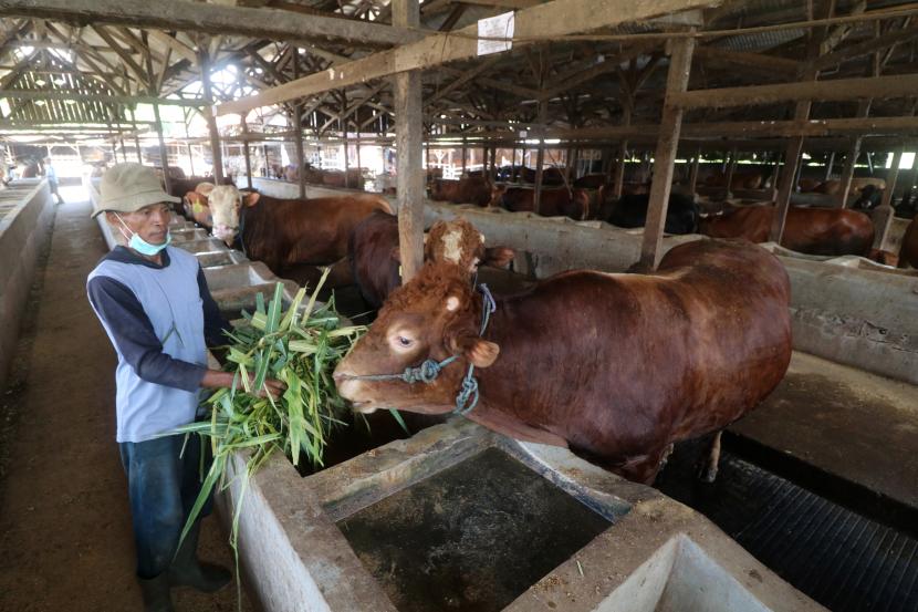 Pekerja memberi pakan sapi di tempat penggemukan sapi. Sebanyak 16 ekor sapi yang terkena PMK di Karawang terpaksa dipotong.