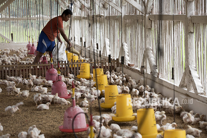 Pekerja memberi pakan ternak ayam di Limbangan, Kabupaten Garut, Jawa Barat, Selasa (12/6).