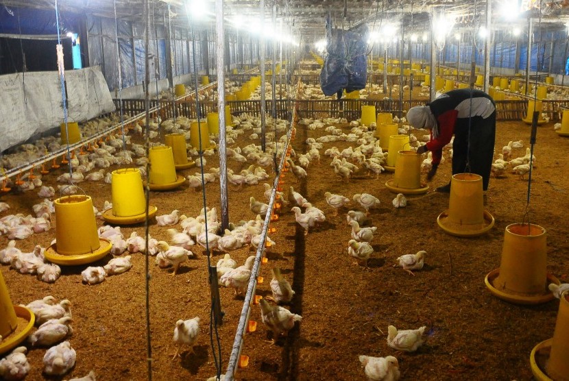 Pekerja memberi pakan ternak ayam potong di Pasuruhan Kidul, Jati, Kudus, Jawa Tengah, Kamis (26/7).