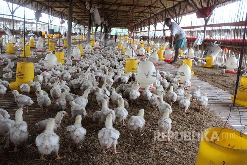 Pekerja memberikan pakan ternak di salah satu industri ternak ayam potong di kawasan Lambanjaya, Cikarang, Kabupaten Bekasi, Jawa Barat, Kamis (23/2). Menurut pengelola industri unggas setempat dalam sebulan mereka memasok permintaan 45 ribu ekor ayam poto