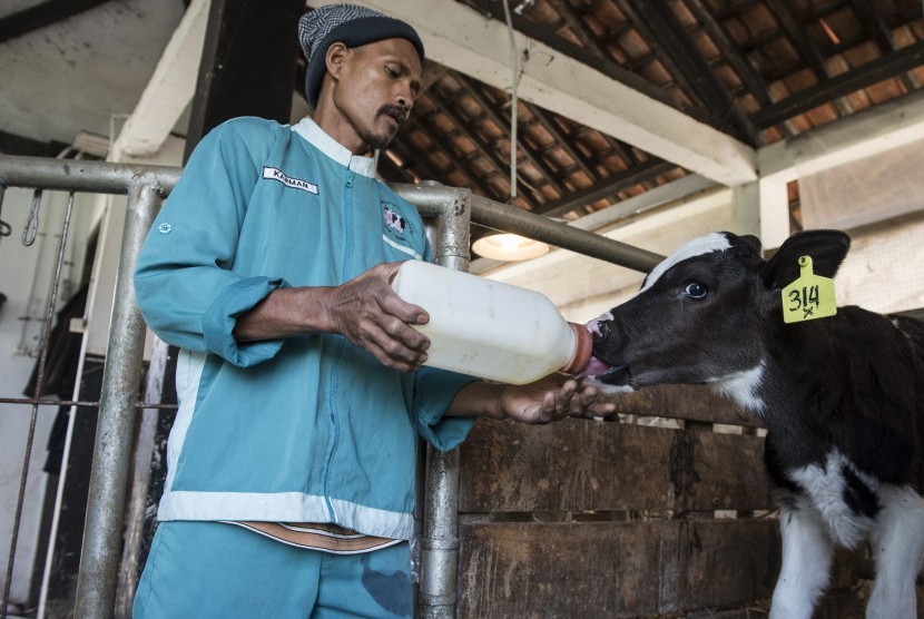 Pekerja memberikan susu ke sapi berumur muda di Balai Pengembangan Ternak Sapi Perah dan Hijauan Makanan Ternak Cikole, Lembang, Kabupaten Bandung Barat, Jawa Barat, Senin (18/9). 