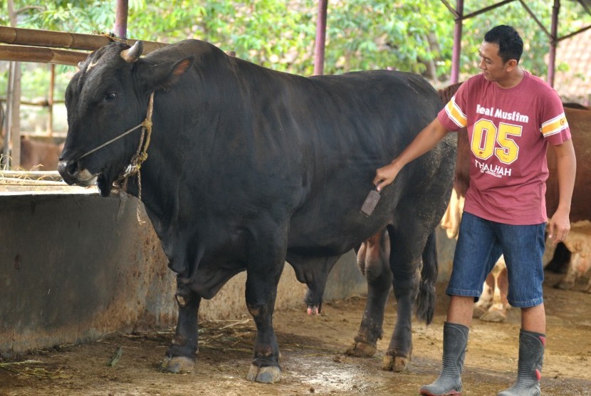 Pekerja membersihkan badan sapi jumbo di peternakan sapi Desa Bogares, Tegal, Jawa Tengah, Jumat (2/9).