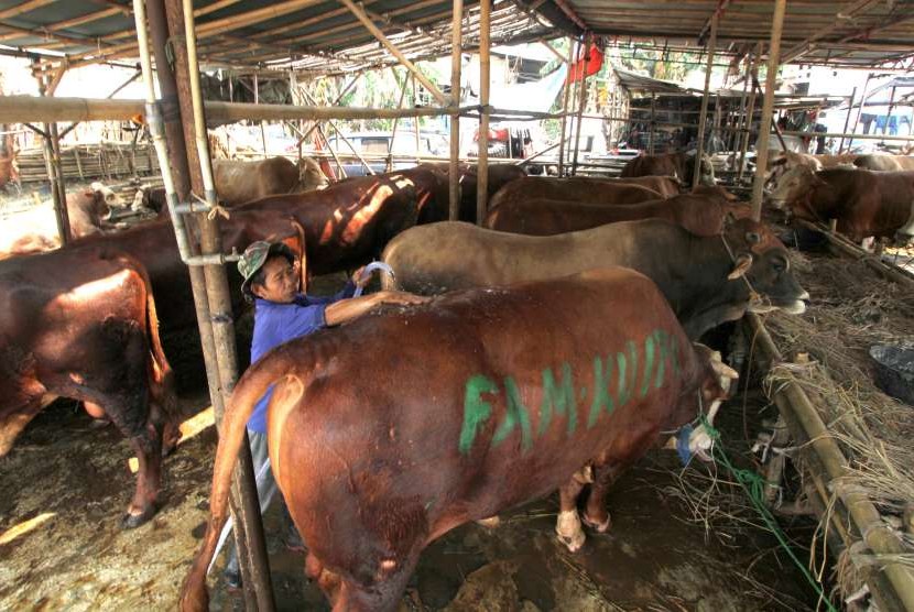 Pekerja membersihkan hewan kurban yang dijual di kawasan Jakarta Selatan, Sabtu (18/8). Suku Dinas Ketahanan Pangan, Kelautan, dan Pertanian (KPKP) Jakarta Selatan memberikan vaksin penyakit mulut dan kuku (PMK) kepada ratusan hewan kurban yang masuk ke wilayahnya.