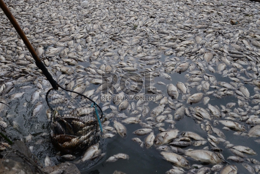 ikan mati di Danau (ilustrasi)