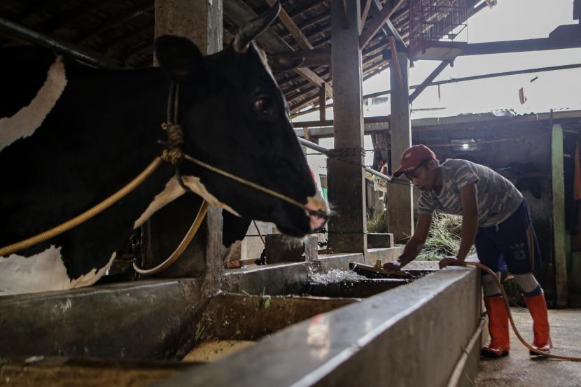 Pekerja membersihkan kandang sapi di salah satu peternakan sapi (ilustrasi)