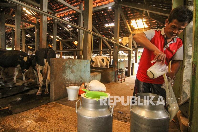 Pekerja membungkus susu sapi perah di Perternakan Cibugary, Pondok Ranggon, Jakarta Timur, Sabtu (9/1/2021). Peternakan tersebut memproduksi susu sapi perah kurang lebih sebanyak 300 liter per hari dengan harga jual Rp10 ribu per liter. 
