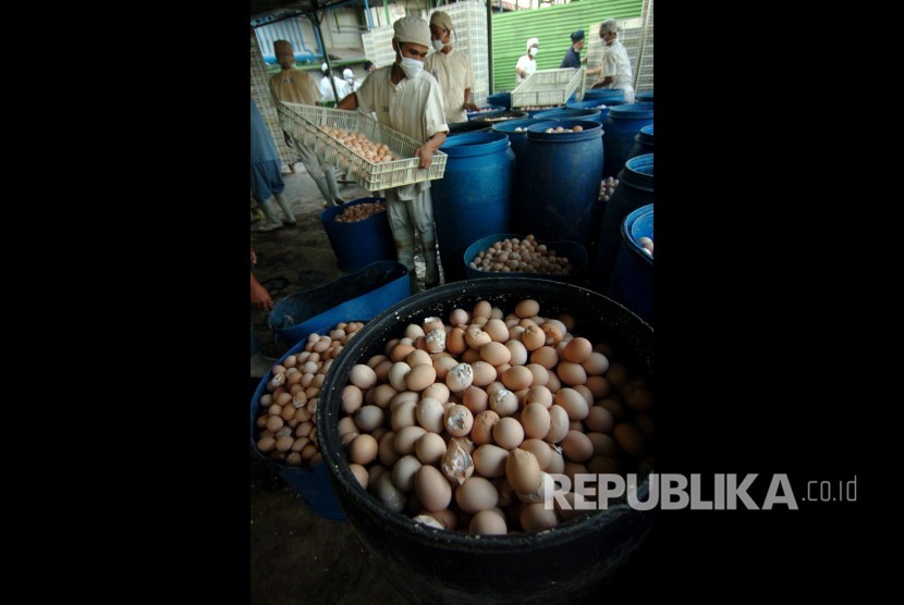 Pemusnahan telur ayam siap tetas (Ilustrasi). Sebanyak 100 butir telur tetas ayam dari Jember dimusnahkan oleh Karantina Pertanian Gorontalo karena tidak memiliki dokumen karantina dari daerah asal.