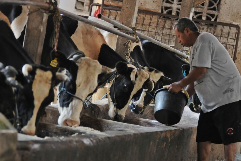 Pekerja memerah susu dari sapi di sebuah peternakan di kawasan Mampang, Jakarta Selatan, Ahad (22/4). (Republika/Aditya Pradana Putra)