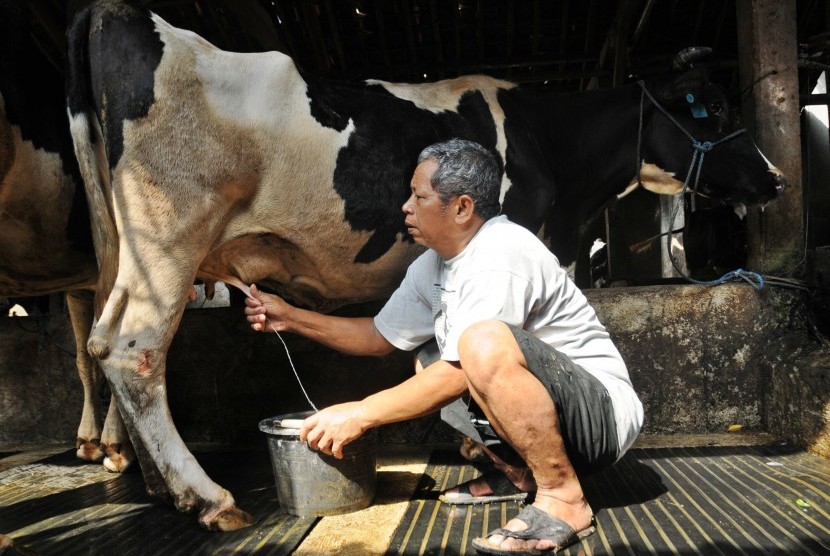 Waduh Produksi Susu Nasional Masih Minim Republika Online