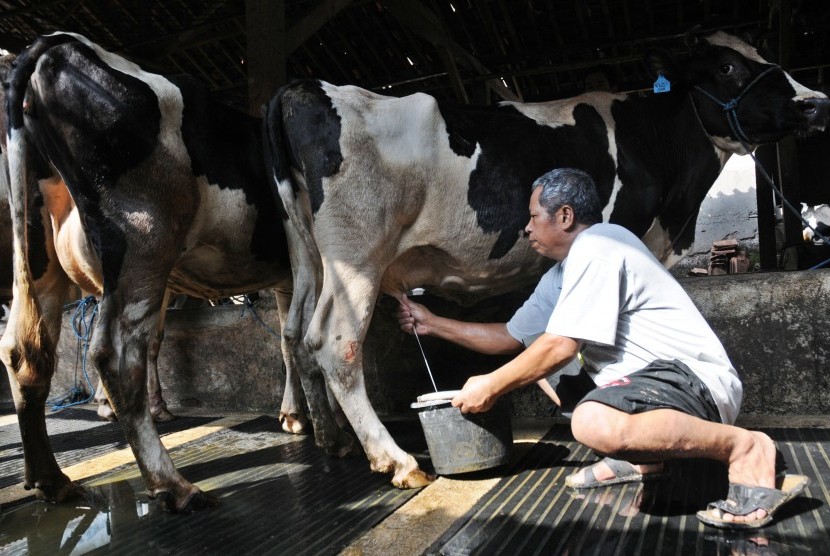 Pekerja memerah susu dari sapi di sebuah peternakan di kawasan Mampang, Jakarta Selatan, Ahad (22/4). (Republika/Aditya Pradana Putra)