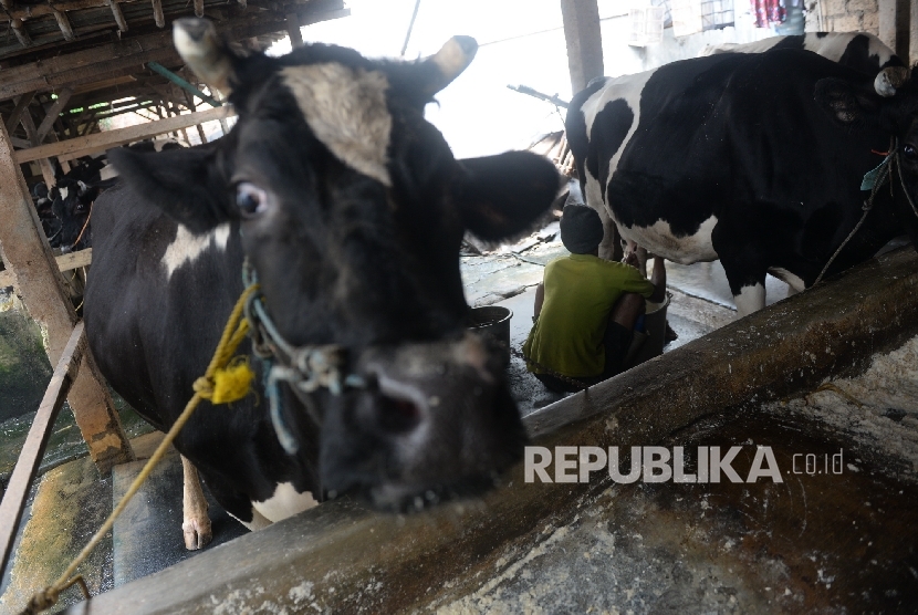  Pekerja memerah susu di peternakan sapi perah, Duren Tiga, Jakarta. 